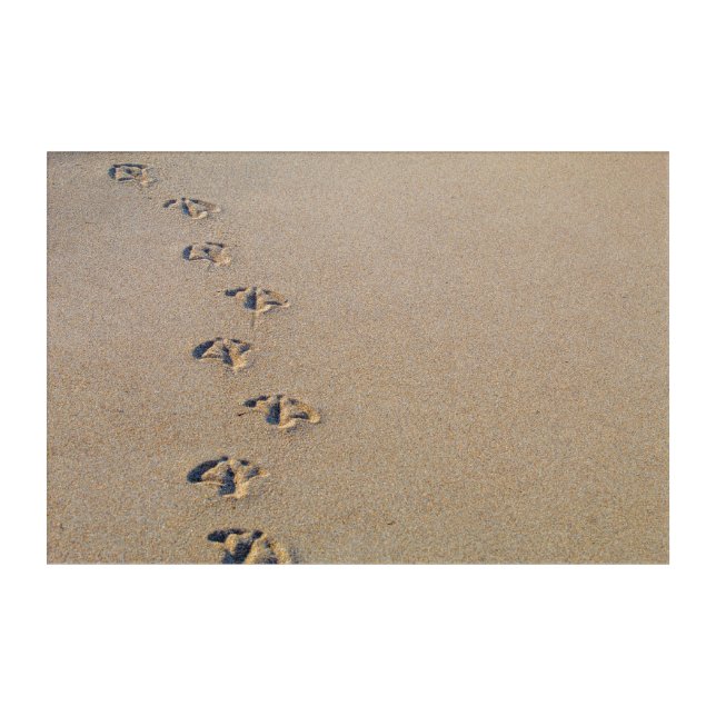 Seagull footprints in the sand acrylic print (Front)