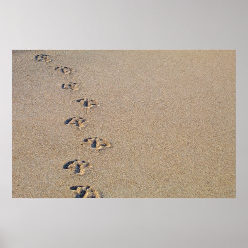 Seagull footprints in the sand poster