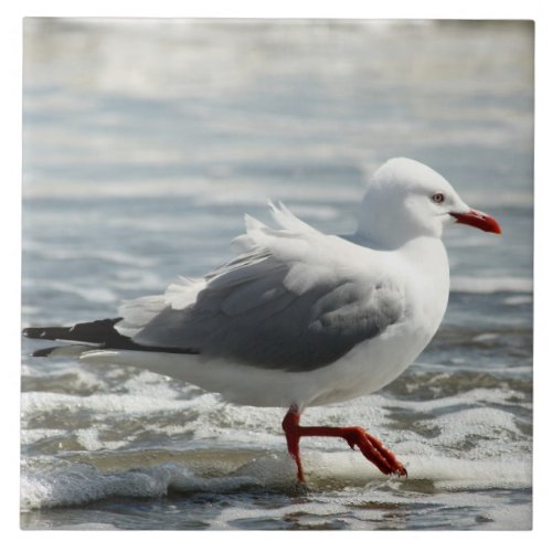 Seagull getting its feet wet ceramic tile