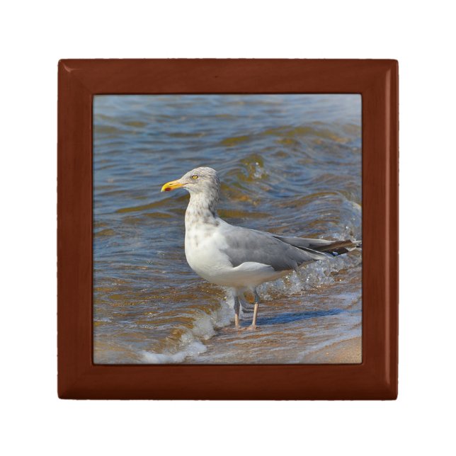 Seagull Gift Box (Front)