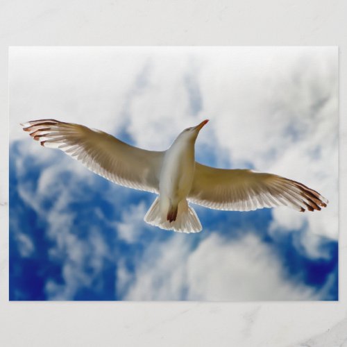 Seagull gliding in flight close up with blue skies flyer