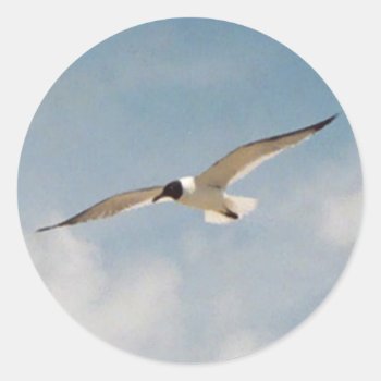 Seagull Gliding Sticker by Captain_Panama at Zazzle
