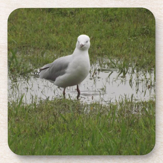 Seagull in a Puddle Beverage Coaster (Front)