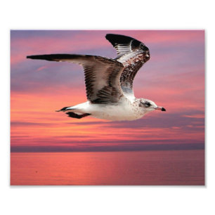 Seagull in beautiful flight photo print