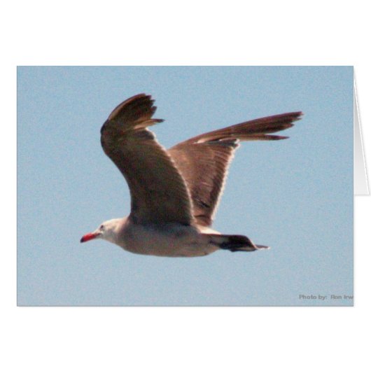Seagull in Flight Cards (Front Horizontal)
