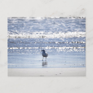 Seagull in Ocean Postcard