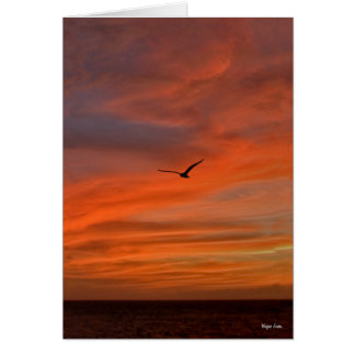 Seagull in Sunset - Texas Coast Cards