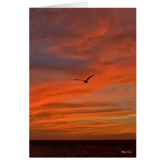 Seagull in Sunset - Texas Coast Cards (Front)