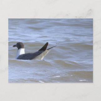 Seagull in the Ocean Postcard