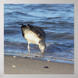 Seagull in the Ocean Poster