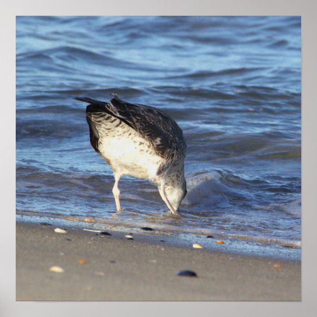 Seagull in the Ocean Poster (Front)