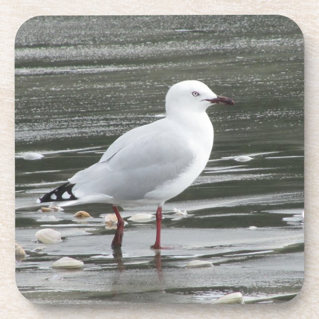 Seagull in Water Beverage Coaster (Front)