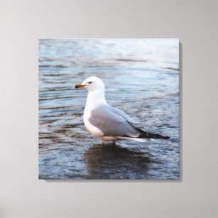 Seagull in Water with Soft Morning Light Canvas Print