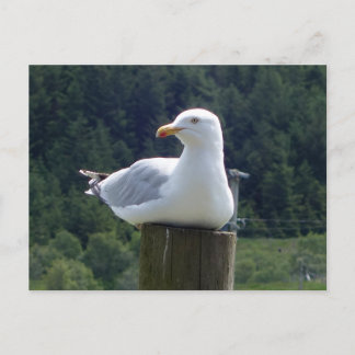 Seagull Laying Down  Holiday Postcard