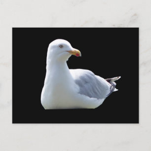 Seagull Laying Down Postcard