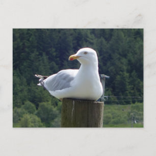 Seagull Laying Down Postcard