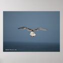 Seagull Leaves Poster