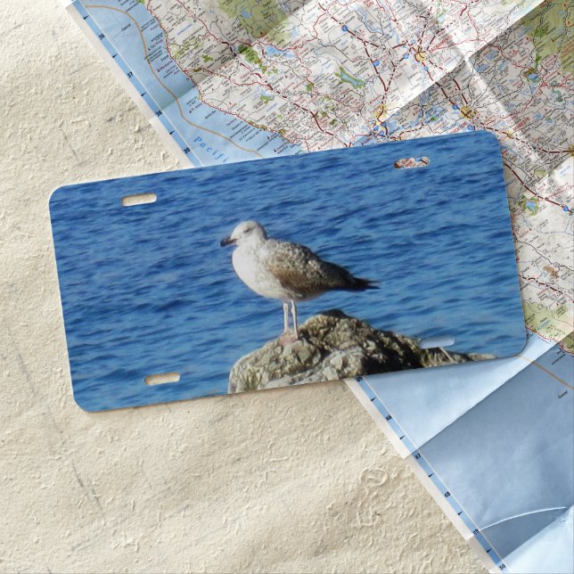 Seagull License Plate (In Situ)