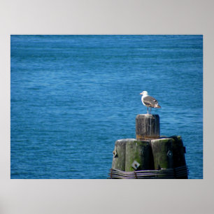 Seagull Looking at Ocean Poster