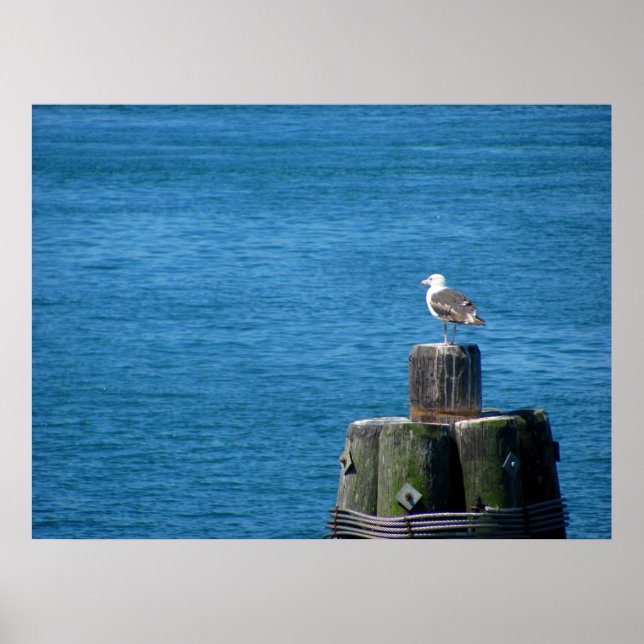 Seagull Looking at Ocean Poster (Front)