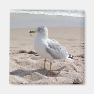 Seagull Magnet