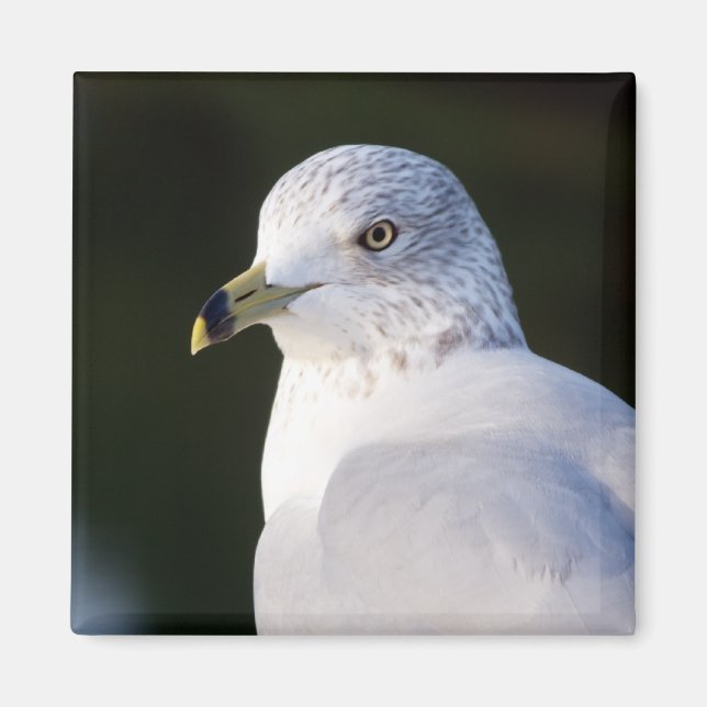 Seagull Magnet (Front)