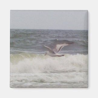 Seagull Magnet