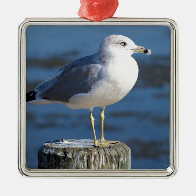 Seagull Metal Ornament (Front)