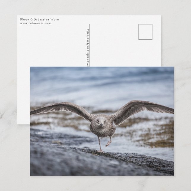 Seagull Nature Photo Postcard (Front/Back)