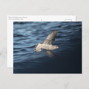 Seagull Nature Photo Postcard