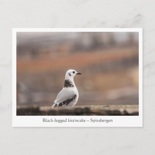 Seagull Nature Photo Postcard (Front)