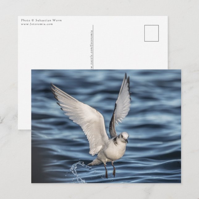 Seagull Nature Photo Postcard (Front/Back)