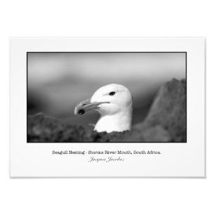 Seagull Nesting Photo Print