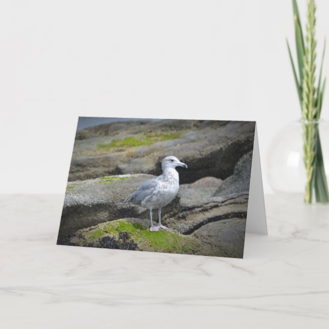 Seagull Notecard (Front)