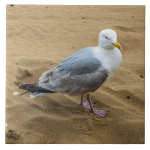Seagull on a beach ceramic photo tile