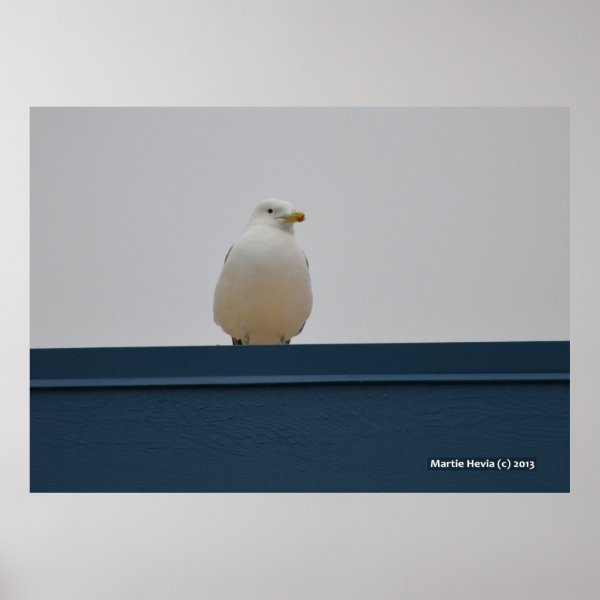 Seagull on a Blue Roof II