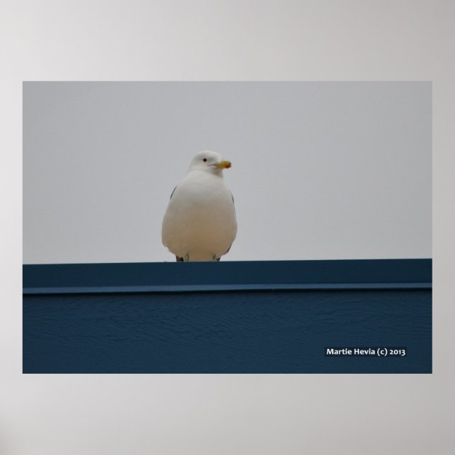Seagull on a Blue Roof II Poster (Front)
