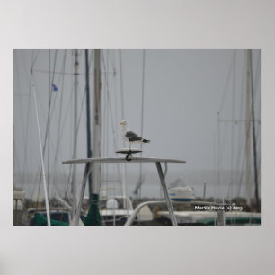 Seagull on a Boat Poster