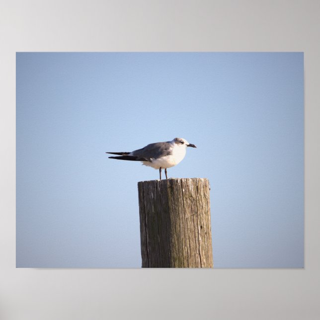 Seagull on a Post Poster (Front)