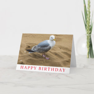 Seagull on a sandy beach birthday card