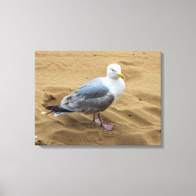 Seagull on a sandy beach canvas print (Front)
