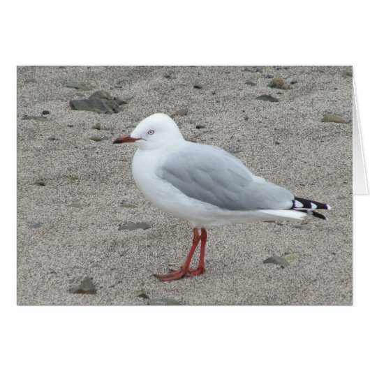 Seagull on a Sandy Beach Cards (Front Horizontal)