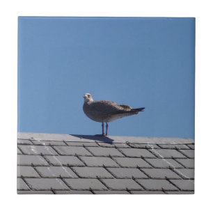 Seagull On A Slate Roof Ceramic Tile