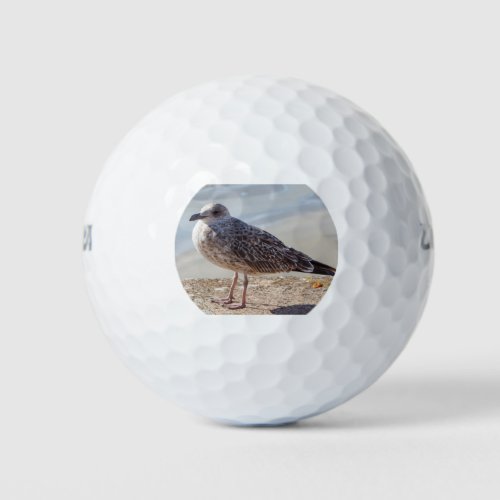 Seagull on a wall golf balls