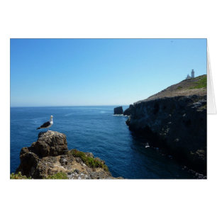 Seagull on Anacapa Island at Channel Islands Cards