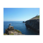 Seagull on Anacapa Island at Channel Islands Postcard