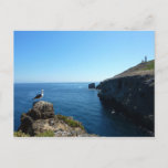 Seagull on Anacapa Island at Channel Islands Postcard