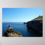Seagull on Anacapa Island at Channel Islands Poster