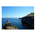 Seagull on Anacapa Island at Channel Islands Poster