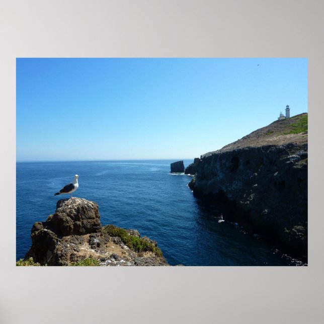 Seagull on Anacapa Island at Channel Islands Poster (Front)